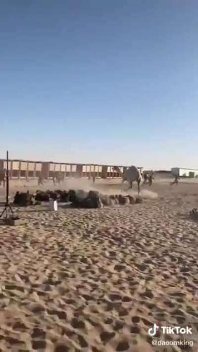 American soldiers vs camel