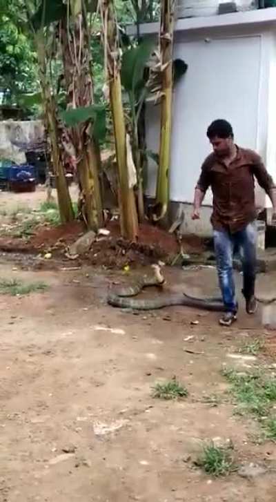 Man Helps King Cobra cool down in 47°c scorching unbearable heat.