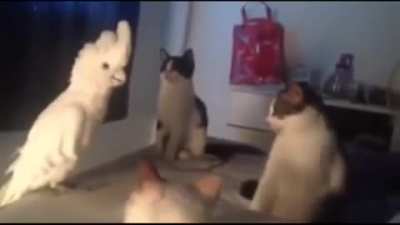 I said meow madafaker