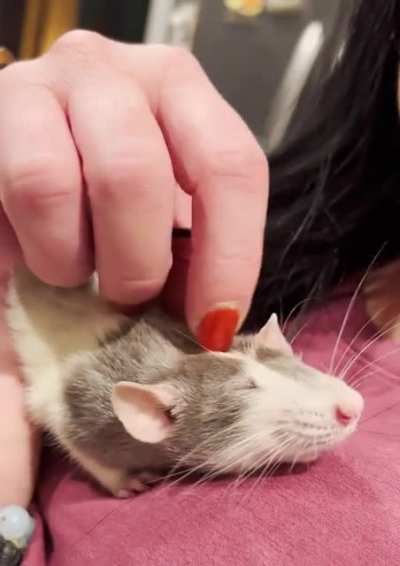 Mischa’s finally learned to love scritches!