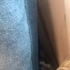 Crouching tiger, hidden scream