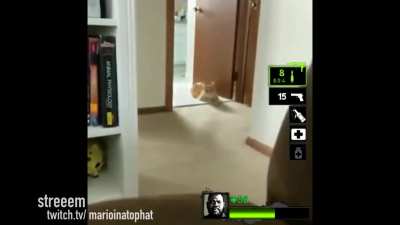 hehe cat go weeeee