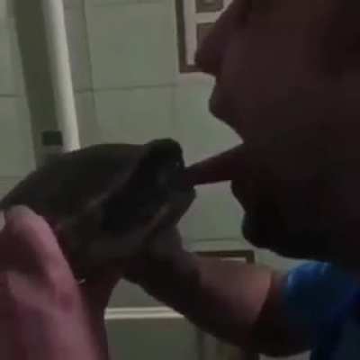Turtle is tired of your shit