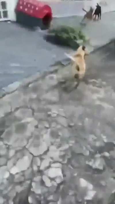 Animal 1v1 human