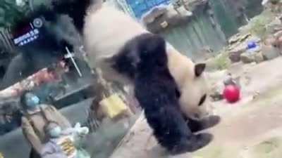 🐼
