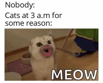 I love my cat.