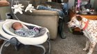 “Throw it little hooman!!!l