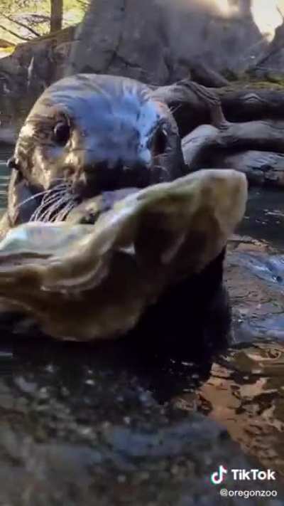 Oyster shucking