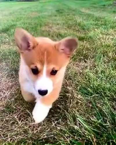 To much cute
