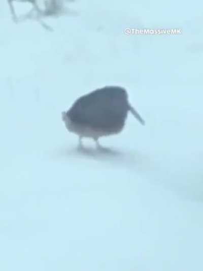 Birb