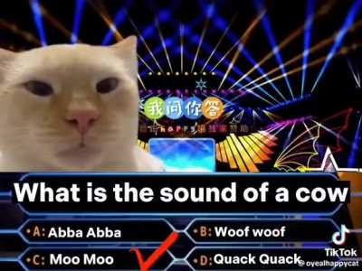 Cat millionaire 