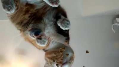 He is enjoying to be on the glass table and has his food