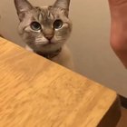 kitty high-five