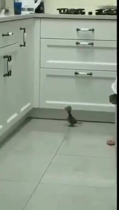 Level 1 Kitty 🐱