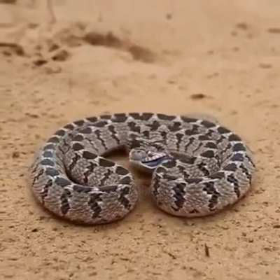 Spooky snek trying to scare you by grimacing