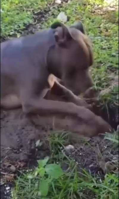Pure frustration