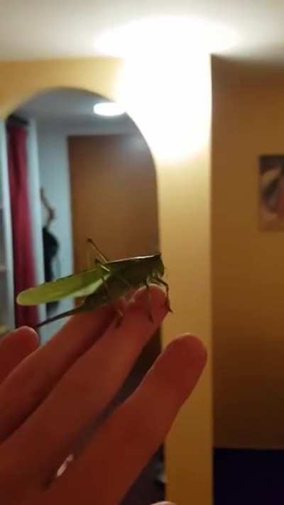 This rather large grasshopper landed next to my head. I took the opportunity to scare my wife a bit. We let it out of the window afterwards