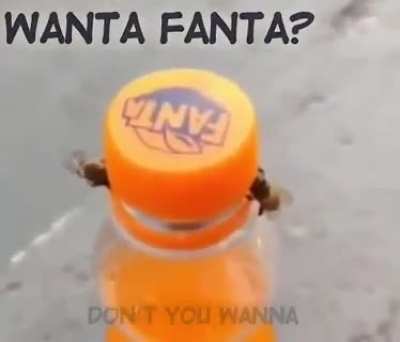 Thanks, I hate flies working together.