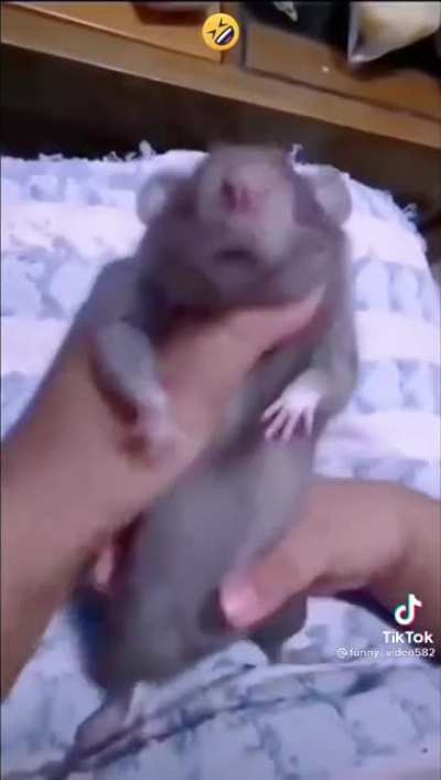 A smart mouse be like: