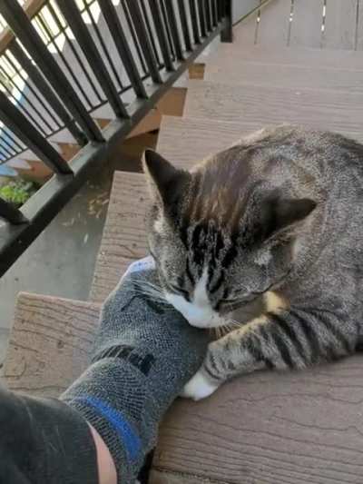Vicious attack