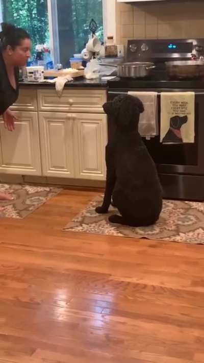 Good dog do trick