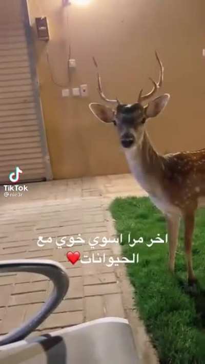 To befriend a deer