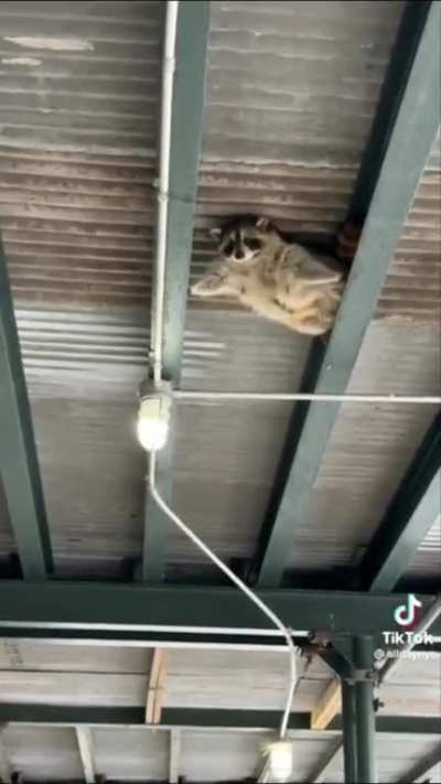 Mission Impossible: Trash Panda protocol