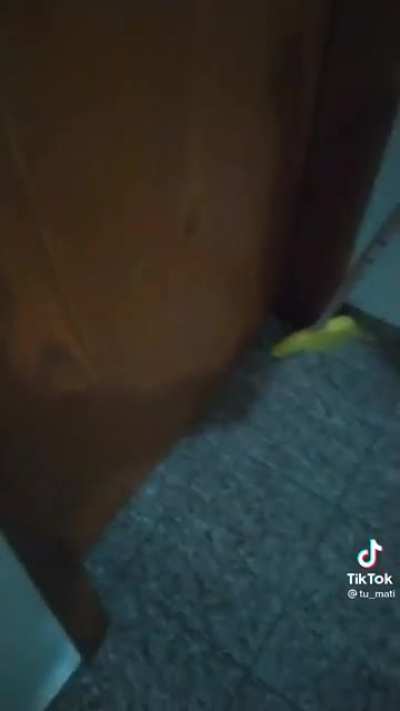 Rato