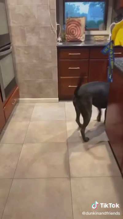 Pretending to put your dog on a diet