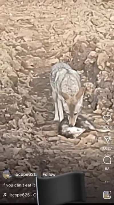 Wile E. Coyote humiliates possum