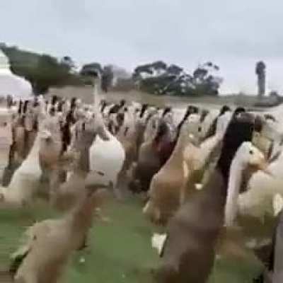 They won’t notice of I try to blend in