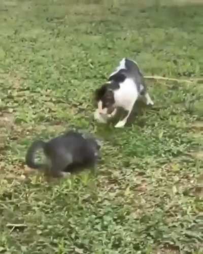 Naughty catto! haha