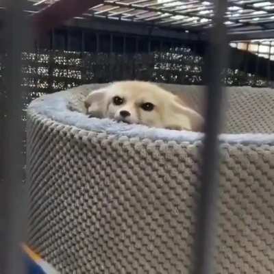Pleading Squeaker