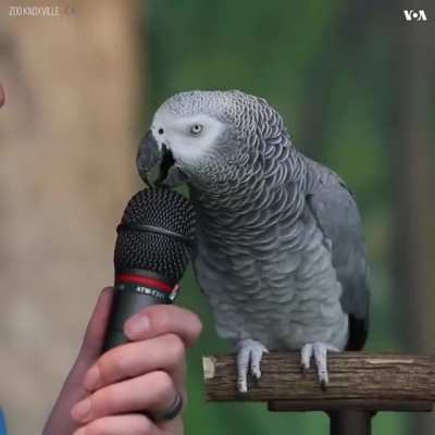 Классный птиц
