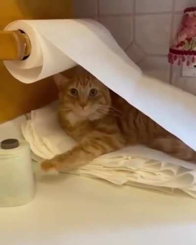 Did Oliver do it?