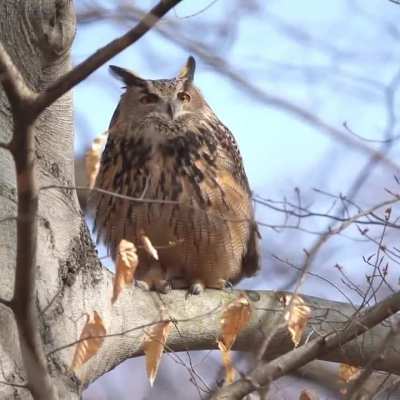 🔥 This Eurasian Eagle Owl named Flaco escaped from NYC Zoo is garnering audience in open..
