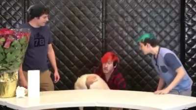 Markiplier and his dog