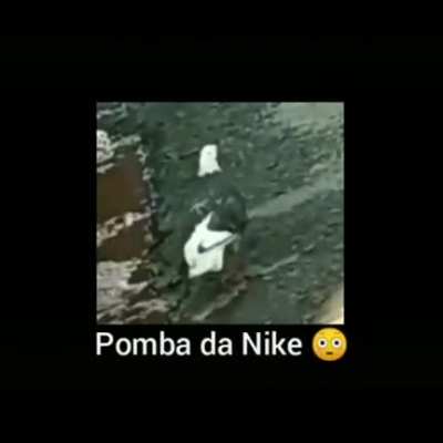 Pomba da nike irmão