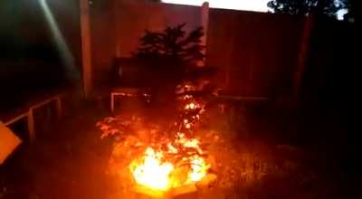 Let’s burn the Christmas tree!!