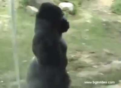 🦍