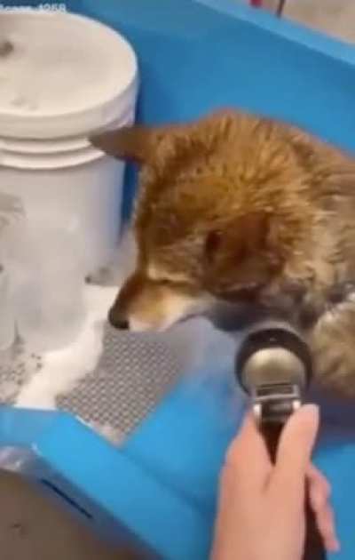 Wet boi