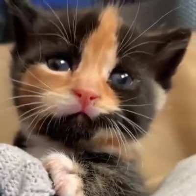 Совсем чуть-<wbr>чуть милоты