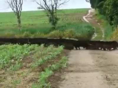 Hog Train