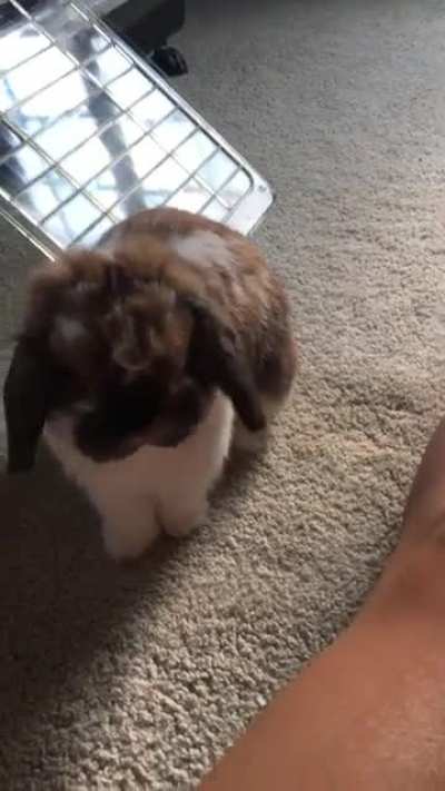 Rabbit hops 🥰