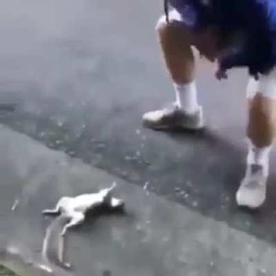 nuts