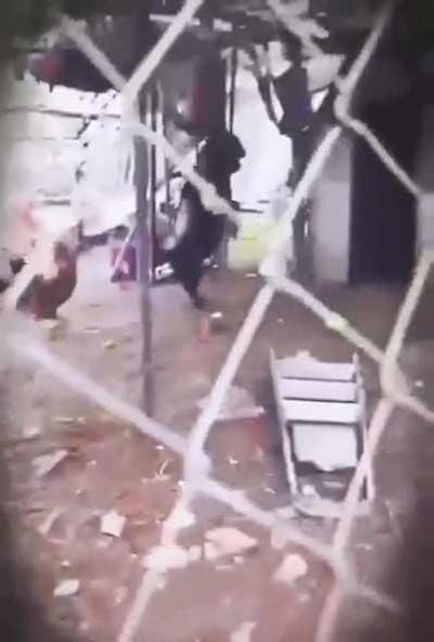 a goat walking on its two legs