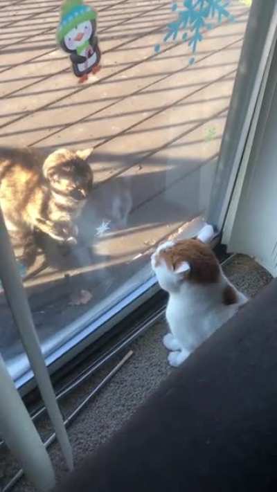 Sounds like i should pet the Kitty now