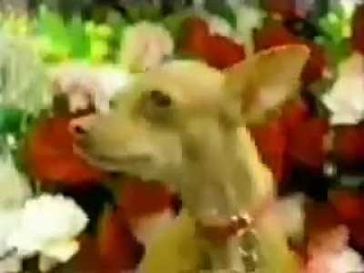 Yo quiero taco bell