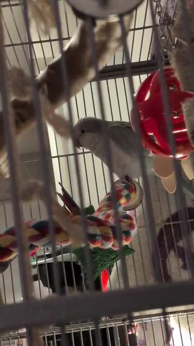 Can someone help me understand what she's doing?! 🦜
