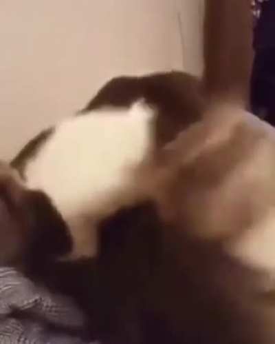 Chomp